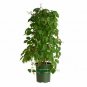 Parthenocissus Tricuspidata Boston Ivydormant Outdoor plant 1gallon Live Plant N