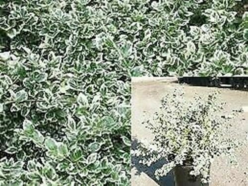 Variegated Creeping Wintercree Euonymus Emerald GaietyhrubGallon plant 1gallon L