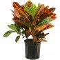 Croton Petra  Indoor Houses Air Purifying Shrub S Live Plant NN7 4inPot  Indoor