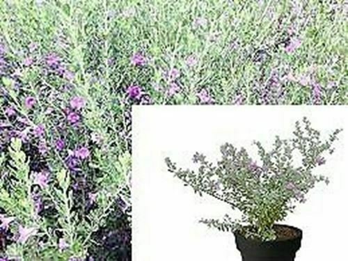 Green Cloud Texas Ranger LeucophyllumGreen Cloudhrubs OutdoorFr plant 1gallon Li