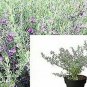 Green Cloud Texas Ranger LeucophyllumGreen Cloudhrubs OutdoorFr plant 1gallon Li