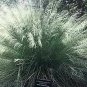 White Cloud Muhly Muhlenbergia Grasses ennial Outdoor plant 1gallon Live Plant N