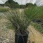 White Cloud Muhly Muhlenbergia Grasses ennial Outdoor plant 1gallon Live Plant N