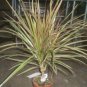 Bicolor Cane  Indoor Houses Air Purifying Shrub S Live Plant NN7 4inPot  Indoor