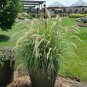 Fountain Grass Pennisetum Orientalis Grass ennial Outdoor Galfr plant 1gallon Li