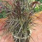 Red Fountain Grass Pennisetum Little Red Pennisetum CupreumFr plant 1gallon Live