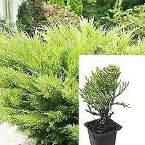 Sea Green Juni Juniusea Green Evergreen Groundcover Outdoor Gall plant 1gallon L