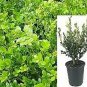 Winter Gem Boxwood Buxus J Winter Gem ennial Outdoorf plant 1gallon Live Plant N
