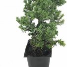 Junius Procumbens Nana Japanese Garden Juni Groundcover Galfr plant 1gallon Live