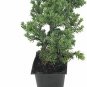 Junius Procumbens Nana Japanese Garden Juni Groundcover Galfr plant 1gallon Live