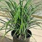 Big Blue Liriope Muscari Drought Tolerant Low Evergreen Grass plant 1gallon Live