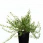 Myoporum Parvifolium Groundcover Myoporum Outdoor plant 1gallon Live Plant NN7