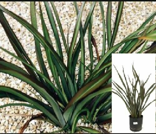 Tom Thumb Dwarf Flax Phormium Tom Thumbhrubs OutdoorFr plant 1gallon Live Plant