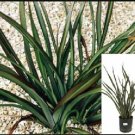 Tom Thumb Dwarf Flax Phormium Tom Thumbhrubs OutdoorFr plant 1gallon Live Plant