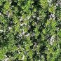 Creeping Myoporum Myoporum P Putah Creek Groundcover Outdoor Galfr plant 1gallon