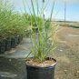 Beardless Wildrye Leymus Tritcoides Grasse ennial OutdoorFr plant 1gallon Live P