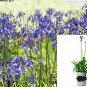 Agapanthus storm Cloud Lily Of Thenile Dark Blue ennial OutdoorFr plant 1gallon