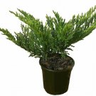 Prince Of Wales Juni Junius H Prince Of Wales Groundcoverfr plant 1gallon Live P