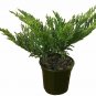 Prince Of Wales Juni Junius H Prince Of Wales Groundcoverfr plant 1gallon Live P