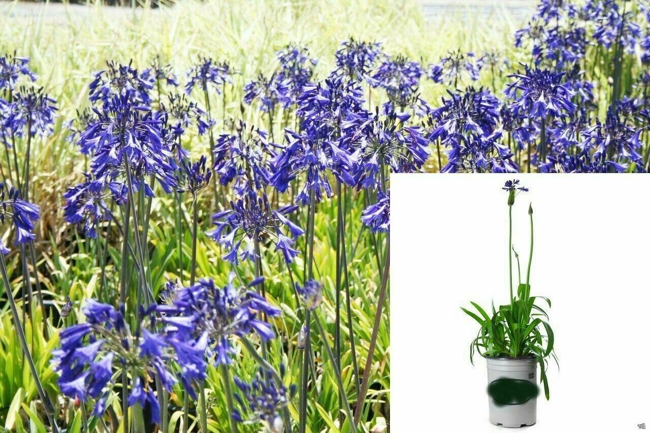 Agapanthus Tinkerbell Lilyofthenile Dwarf ennial OutdoorGallon plant 1gallon Liv