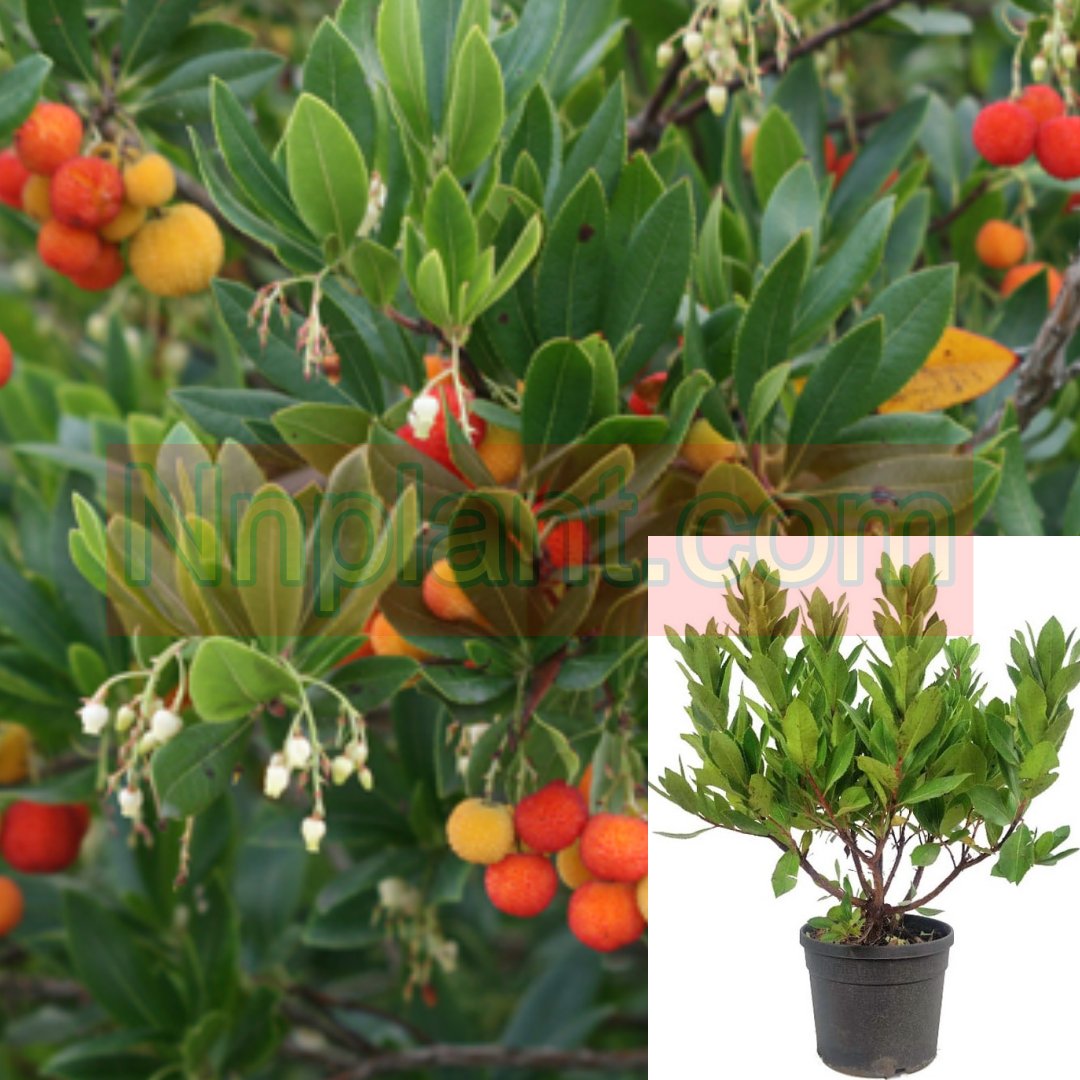 Arbutus Compacta Plant Strawberry Tree Compact 1Gallon A + Fr7 Live Plant
