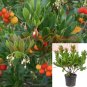 Arbutus Compacta Plant Strawberry Tree Compact 1Gallon A + Fr7 Live Plant