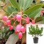 Arbutus Unedo Oktoberfest Plant Oktoberfest Strawberry Tree 1Gallon A + Fr7 Live Plant