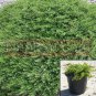 Baccharis Pilularis Twin Peaks Plant Dwarf Coyote Brush 1Gallon A+  Fr7 Live Plant