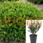 Buxus Winter Gem Plant Winter Gem Boxwood 1Gallon A + Fr7 Live Plant