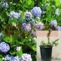 Ceanothus Yankee Point Wild Lilac Plant Californian Lilac Yankee Point 1Gallon Matur Fr7 Live Plant
