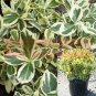 Euonymus Silver Queen Plant Winter Creeper Silver 1Gallon A+ Fr7 Live Plant