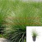 Festuca Californica Plant California Fescue 1Gallon A + Fr7 Live Plant