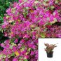 Loropetalum Chinense Daybreak Plant Daybreak'S Flame Fringe Flower 1Gallon A+  Fr7 Live Plant