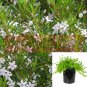 Myoporum Pink 1Gallon Boobialla Plant Myoporum Parvifolium Pink  Creeping Boobialla Live Plant