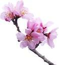 Sakura seeds 1