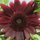 BLACK BEAUTY sunflower seeds 20 COUNT~UNIQUE COLOR