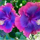 20 Pink Purple Blue Hibiscus Seeds Flower Flowers Seed Perennial