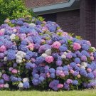 5 3 in 1 Hydrangea Seeds Perennial Garden Shrub Flowers Flower Bush Seed