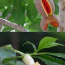 10Horse Balls Tree Seeds (Stemmadenia Donell-Smithii) Organic Exotic Seeds