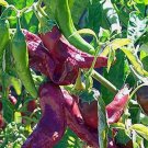 25 SEEDS NuMex R Naky Pepper Garden Vegetables Planting Edible Food