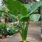 Alocasia - Calidora, 10-12" tall
