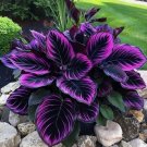 25 Seeds Purple Tip Calathea Couture Flower Indoor or Outdoor Beautiful Plant