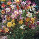 100 Dwarf Columbine Seeds