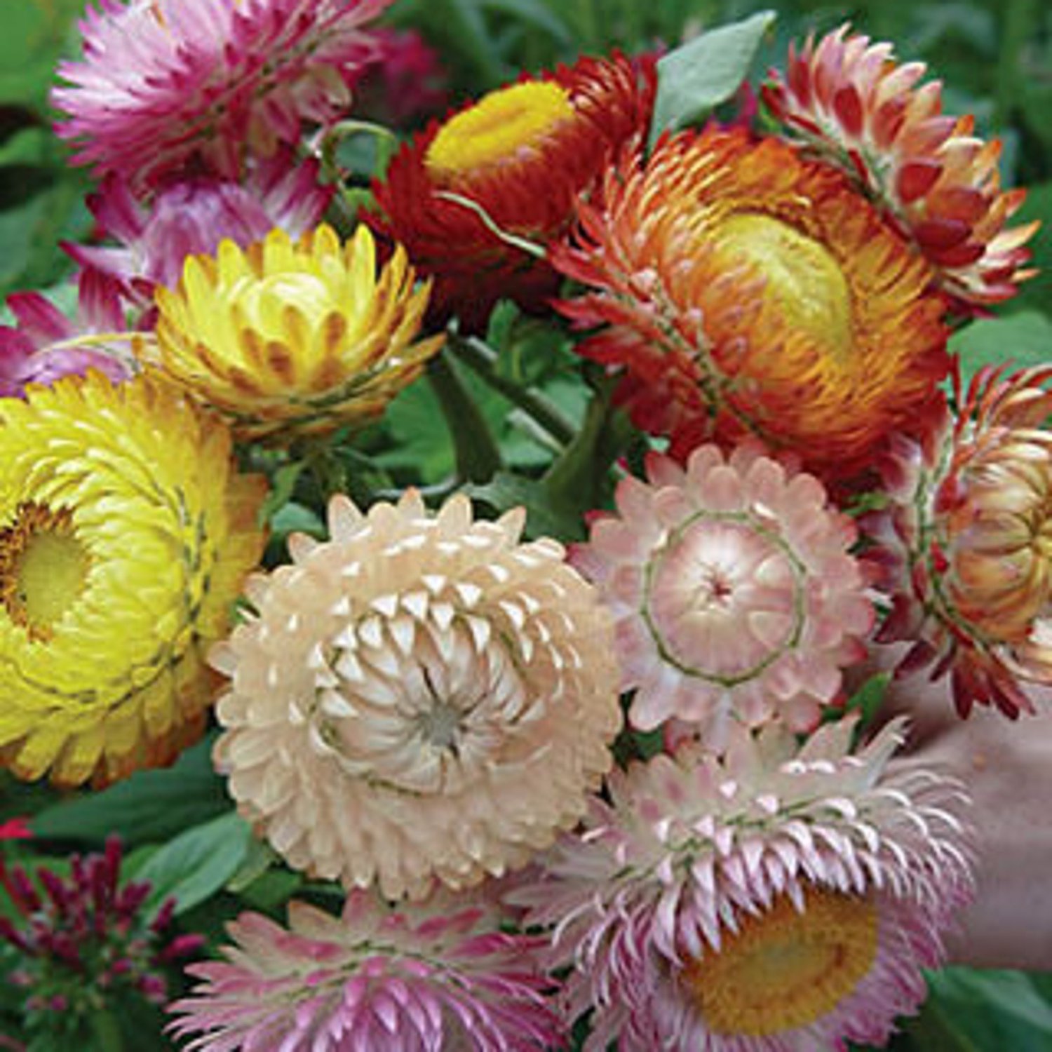 200 Strawflower Tall Mix Seeds