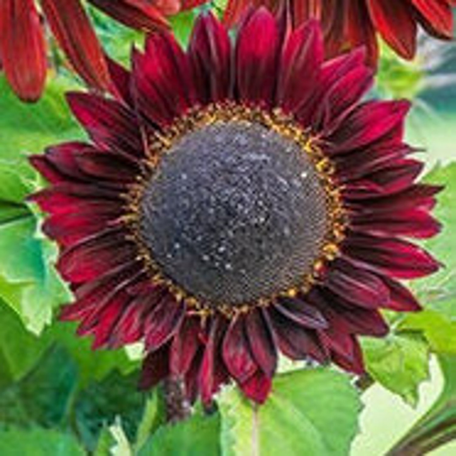 20 Chocolat Cherry Sunflower Seeds