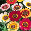 1000 Painted Daisy Seeds
