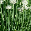 200Herb Garlic Chives Seeds