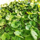 100 Gotu Kola Centella Asiatica Seeds