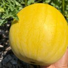 20 Lemon Drop Watermelon Seeds