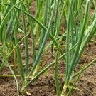 50 Japanese Heshiko Onion Seeds